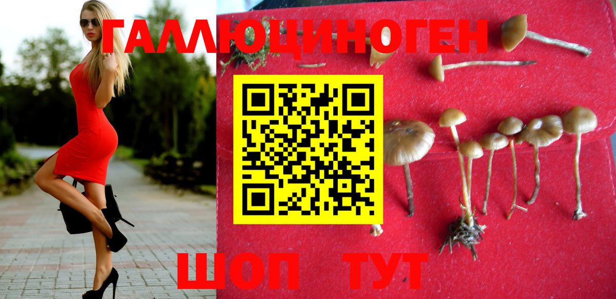 Псилоцибиновые грибы Psilocybine cubensis Заводоуковск